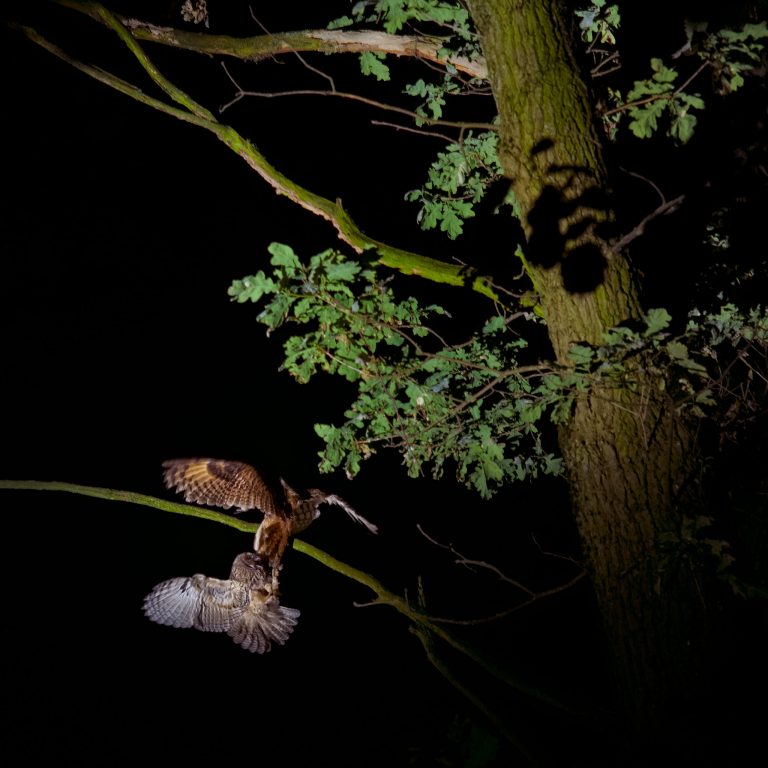 Nature photography at night, Owls fighting over a mouse